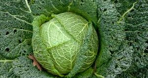 Cabbage