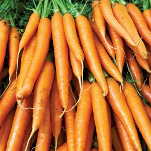 🥕 Carrots